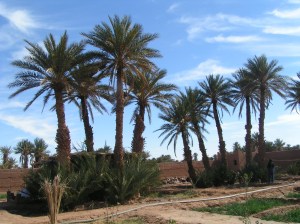 MINOLTA DIGITAL CAMERA